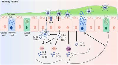 Frontiers Abnormal Airway Mucus Secretion Induced by Virus Infection